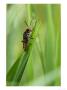 Soldier Beetle On Grass Stem, London, Uk by Elliott Neep Limited Edition Print