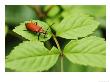 Cardinal Beetle On Leaf, Middlesex, Uk by Elliott Neep Limited Edition Print
