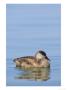 Red-Crested Pochard, Female On Water, Lake Geneva, Switzerland by Elliott Neep Limited Edition Print