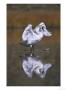 Trumpeter Swan, Adult Flapping Wings, Usa by Mark Hamblin Limited Edition Print