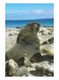 New Zealand (Hooker) Sea Lion, Enderby Island, Auckland Group by Mark Jones Limited Edition Pricing Art Print