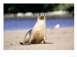 New Zealand (Hooker) Sea Lion, Endangered Cow Coming Ashore To Nurse Pup, Auckland Island by Mark Jones Limited Edition Print