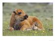 Bison, Young Calf Laid Down Resting In Open Meadow, Usa by Mark Hamblin Limited Edition Print