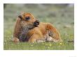 Bison, Young Calf Laid Down Resting In Open Meadow, Usa by Mark Hamblin Limited Edition Pricing Art Print