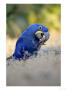 Hyacinth Macaw, Parrot Eating Brazil Nuts, Brazil by Roy Toft Limited Edition Print