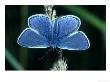 Common Blue, Male, Essex by Alastair Shay Limited Edition Print