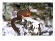 Red Squirrel, Sat On Stump In Snow Feeding, Uk by Mark Hamblin Limited Edition Print