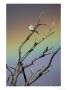 Western Bluebird, Female Perched On Dead Tree With Rainbow In Background, Usa by Mark Hamblin Limited Edition Print