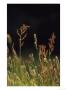 Common Sorrel In Grassland, Uk by Mark Hamblin Limited Edition Print