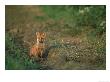 Red Fox, Vulpes Vulpes Cub Sat On Edge Of Field In Evening Light.Derbyshire, Uk by Mark Hamblin Limited Edition Pricing Art Print