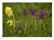 Green-Winged Orchids, With Cowslips by Bob Gibbons Limited Edition Print