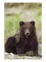 Grizzly Bear, Cub With Paw In Air, Alaska by Mark Hamblin Limited Edition Pricing Art Print