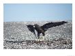 Galapagos Hawk, Preying On Marine Iguana Hatchling, Fernandina Island, Galapagos by Mark Jones Limited Edition Print