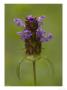 Common Self-Heal, Good Bee Plant by Bob Gibbons Limited Edition Print