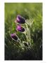 Pasque Flower, Small Group Backlit, Cambridgeshire, Uk by Mark Hamblin Limited Edition Print