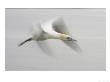 Gannet, Adult In Flight, Scotland, Uk by Mark Hamblin Limited Edition Print