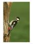 Great Spotted Woodpecker, Dendrocopos Major, Female On Rotten Stump by Mark Hamblin Limited Edition Print
