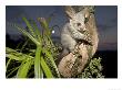 Brushtail Opossum At Dusk, New Zealand by Tobias Bernhard Limited Edition Print