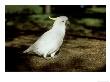 Sulphur Crested Cockatoo, Adult, Australia by Patricio Robles Gil Limited Edition Print