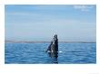 Grey Whale, Juvenile Breaching, Baja California, Mexico by Gerard Soury Limited Edition Print