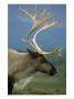 Reindeer, Rangifer Tarandus Portrait Of Adult Late Summer, Scotland by Mark Hamblin Limited Edition Print