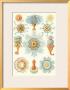 Night-Animal Fungus, Tablet 17, C.1899-1904 by Ernst Haeckel Limited Edition Print