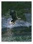 White-Tailed Eagle, Adult With Freshly Caught Fish, Norway by Mark Hamblin Limited Edition Print