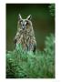 Long-Eared Owl, Adult, Scotland by Mark Hamblin Limited Edition Print