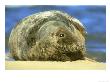 Grey Seal, Halichoerus Grypus Close-Up Portrait Of Bull On Sand Bar, N. Lincolnshire, U.K by Mark Hamblin Limited Edition Print