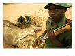 Game Rangers Inspecting Dead African Elephant, Botswana by Roger De La Harpe Limited Edition Print