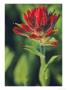 Indian Paintbrush by Chuck Haney Limited Edition Pricing Art Print
