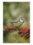 Blue Tit, Perching, Middlesex, Uk by Elliott Neep Limited Edition Print