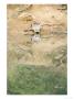 Grey Langur, Drinking From Still Pool, Madhya Pradesh, India by Elliott Neep Limited Edition Pricing Art Print