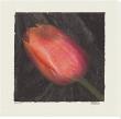 Red Tulip by Judy Mandolf Limited Edition Pricing Art Print
