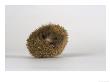 European Hedgehog, Albino by Les Stocker Limited Edition Print