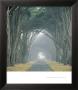 Corridor Of Cypress by Soderberg Limited Edition Print