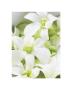 Green And White Orchids by Karen Froment Limited Edition Print