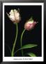 Parrot Tulips I by Andrew Levine Limited Edition Print