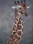 Giraffes Necking, Play Fighting, East Africa by Anup Shah Limited Edition Print