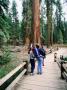 Sequoia Trees In Yosemite, Wawona, California by Lee Foster Limited Edition Print