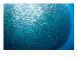 Huge School Of Anchovies Photographed Off The Coast Of Argentina by Nick Caloyianis Limited Edition Pricing Art Print