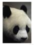 The Black And White Head Of A Giant Panda, Yuantong Zoo, Kunming, China by Jodi Cobb Limited Edition Print