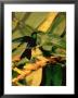 Hummingbird On A Branch In Amazonia by Dmitri Kessel Limited Edition Print