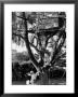 Children Playing In A Treehouse by Arthur Schatz Limited Edition Print
