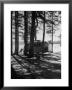 Trailer Park In Yellowstone National Park by Alfred Eisenstaedt Limited Edition Print