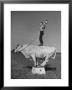 Boy Standing On Shorthorn Bull At White Horse Ranch by William C. Shrout Limited Edition Print