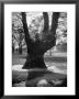 Children Playing And Climbing Up Trees by Cornell Capa Limited Edition Print
