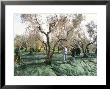 Vibrating The Olives From The Trees In The Olive Groves Of Marina Colonna, Molise, Italy by Michael Newton Limited Edition Print