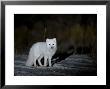 Arctic Fox, Alopex Lagopus, Churchill, Manitoba, Canada by Thorsten Milse Limited Edition Print