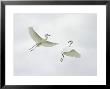 Snowy Egrets Fighting, Sanibel, Florida, Usa by Arthur Morris Limited Edition Print